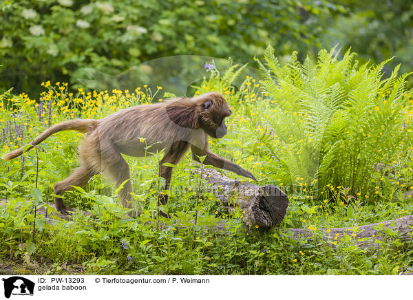 Blutbrustpavian / gelada baboon / PW-13293