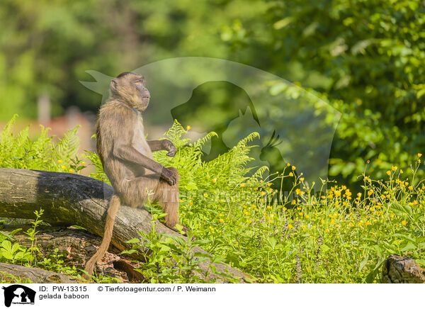 Blutbrustpavian / gelada baboon / PW-13315