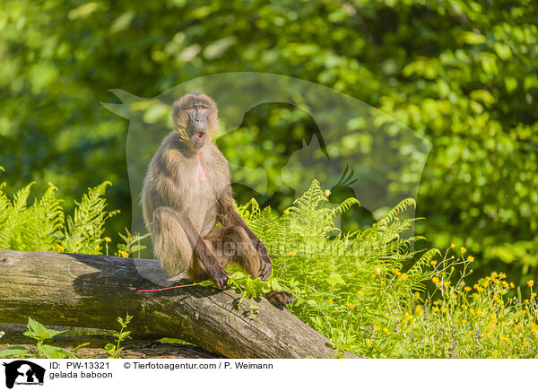 Blutbrustpavian / gelada baboon / PW-13321