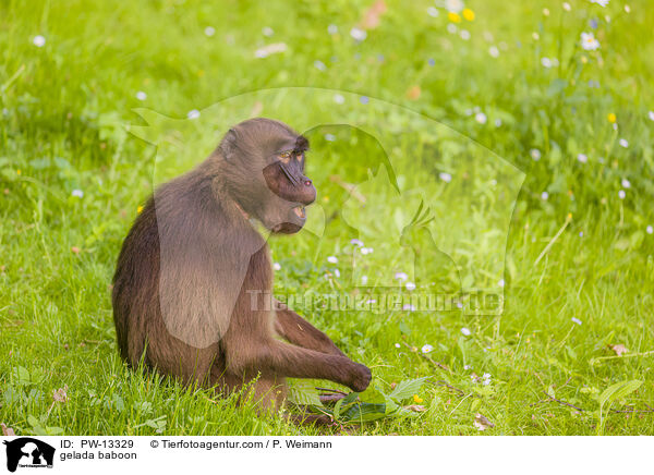 Blutbrustpavian / gelada baboon / PW-13329