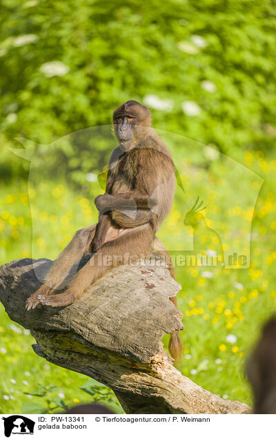 Blutbrustpavian / gelada baboon / PW-13341