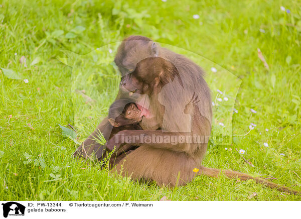 Blutbrustpaviane / gelada baboons / PW-13344