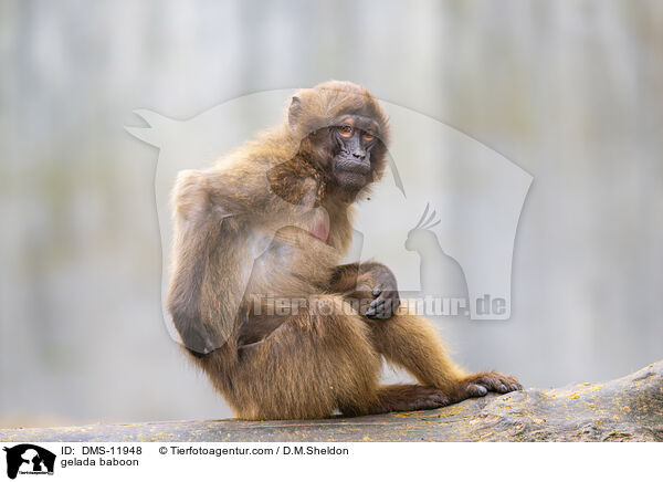 Blutbrustpavian / gelada baboon / DMS-11948