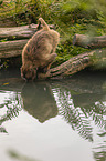 female bleeding-heart monkey