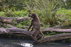 female bleeding-heart monkey