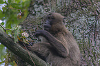 female bleeding-heart monkey