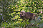 male bleeding-heart monkey