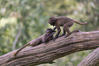 young bleeding-heart monkeys