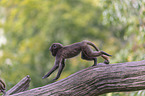 young bleeding-heart monkeys