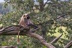 male bleeding-heart monkey
