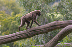female bleeding-heart monkey