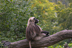 male bleeding-heart monkey