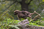 bleeding-heart monkey mother with baby