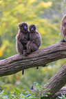 young bleeding-heart monkeys