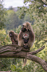 bleeding-heart monkey pair