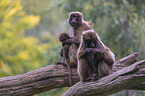 bleeding-heart monkey mother with baby