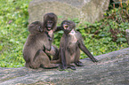 young bleeding-heart monkeys