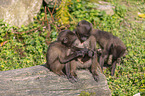 young bleeding-heart monkeys