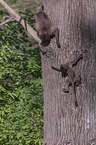 young bleeding-heart monkeys