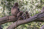 bleeding-heart monkey mother with baby