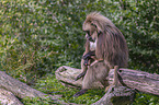 male bleeding-heart monkey