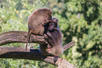 gelada baboons