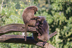 gelada baboons
