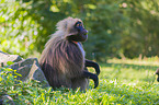 gelada baboon