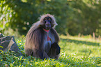 gelada baboon