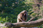 gelada baboon