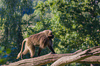 gelada baboon
