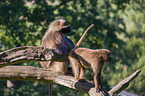 gelada baboons