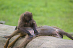 gelada baboons
