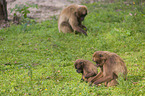 gelada baboons