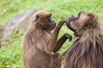 gelada baboons