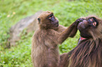 gelada baboons