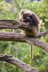 gelada baboon