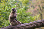 gelada baboon
