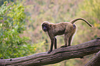 gelada baboon