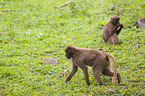 gelada baboons