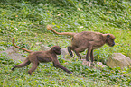 gelada baboons