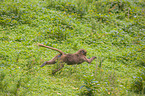 gelada baboon