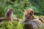 gelada baboons
