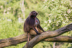 gelada baboons