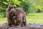 gelada baboons