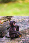 gelada baboon