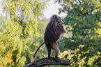 gelada baboon