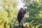gelada baboon
