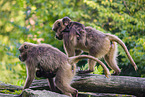 gelada baboons