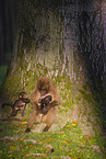 gelada baboons